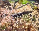 ナスとピーマンの煮浸し作り方8写真