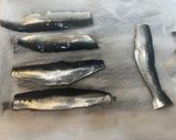 朝一獲れた新鮮な鰯でご飯が進む炙りしめ鰯作り方5写真