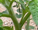 ボルゲーゼ🍅の自家製セミドライトマト作り方14写真