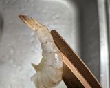 キッチンばさみで海老の下処理作り方3写真