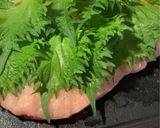鶏むね大葉チーズ焼き❕作り方3写真
