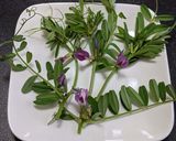 身近な春の山菜！カラスノエンドウの天ぷら作り方2写真