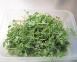 身近な春の山菜！カラスノエンドウの天ぷら作り方3写真