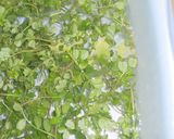 身近な春の山菜！カラスノエンドウの天ぷら作り方4写真