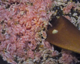 いつかあなたと♡ 私の絶対的な肉味噌作り方3写真