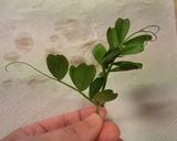 カラスノエンドウの天ぷら作り方1写真