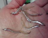 春♪いかなごの釘煮作り方1写真