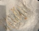 フライパンでしっとり子持ちししゃも焼き作り方4写真