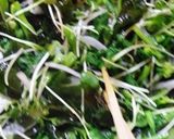 鰹のタタキと菜の花のサラダ作り方2写真