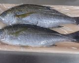 天然真鯛やイサキ等の美味しい食べ方作り方13写真