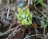 塩麹で炊くフキノトウの炊き込みご飯作り方1写真