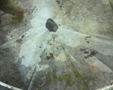 牛タンの赤ワイン煮込み作り方6写真