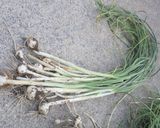 春の野草　ノビル（野蒜）でチヂミ作り方1写真