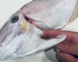ウスバハギのお刺身　骨の形がわかれば簡単作り方5写真
