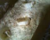 グラハム粉たっぷりなバナナパウンドケーキ作り方2写真