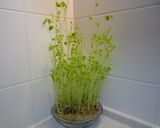 ♡☆豆苗と豆腐のしらすごま油炒め作り方5写真