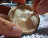 生椎茸の石づきの取り方作り方4写真