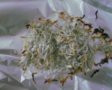 ♡菜の花と油揚げのしらす大根おろし和え♡作り方2写真