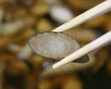揚げごぼう作り方5写真