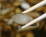 揚げごぼう作り方5写真