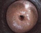 チョコシナポン作り方3写真