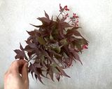 イロハモミジの冷凍＆乾燥の茶葉で飲み比べ作り方1写真