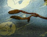 つくしの胡麻油炒め作り方4写真