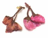 * 八重桜 ❤ 桜の花の塩漬け♪作り方15写真