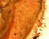 超簡単…鮭の胡麻ドレッシング焼き作り方4写真