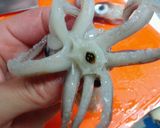 子持ちイカの藻塩焼き♪作り方3写真