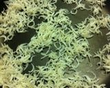 ごまじゃこふりかけ。作り方1写真