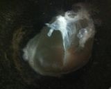 身体元気！ネバネバ丼作り方4写真