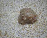 ごま香る　もちもち肉団子♪作り方3写真