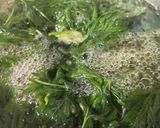 餅つき機　よもぎ餅作り方2写真
