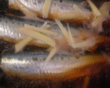 いわしの煮つけ作り方5写真