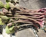 つわぶきの煮物作り方1写真