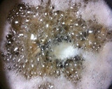 簡単リメイク☆きんぴらごぼうの天ぷら作り方2写真