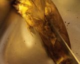 たくさんの筍も圧力鍋で　下処理と保存法　作り方1写真