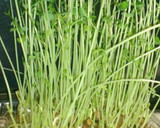 厚揚げと豆苗の麻婆風☆作り方6写真