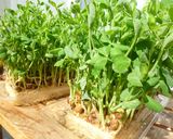 豆苗ともやしの炒め煮作り方4写真
