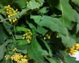 超簡単...菜花のごま和え作り方1写真