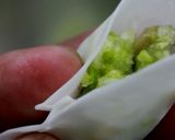 春キャベツのジューシー餃子作り方16写真