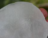 春キャベツのジューシー餃子作り方14写真