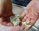 愛知の魚100選外 ツメタガイの燻製作り方5写真