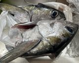 キハダマグロのカブトフレーク作り方1写真