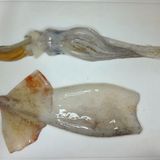 鍋でコトコトいか大根。〜大根やわらか味染み染み〜作り方1写真