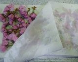 押し花保存♪桜の塩漬け❀作り方2写真