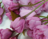 桜寿司　桜の塩漬けが味と香りのポイント！作り方25写真