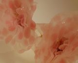桜寿司 桜の塩漬けが味と香りのポイント!作り方36写真