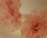 桜寿司　桜の塩漬けが味と香りのポイント！作り方36写真